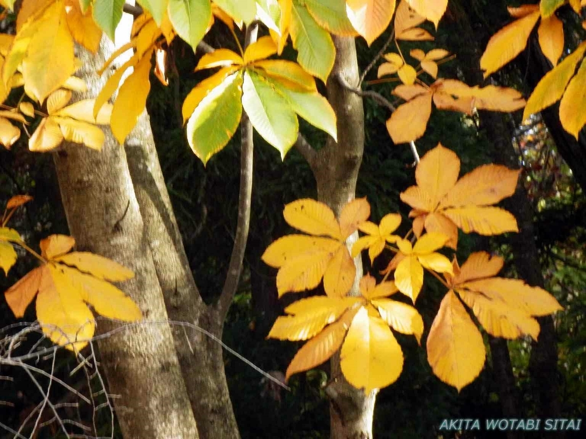 f:id:murabitosonoiti:20191031153054j:plain f:id:murabitosonoiti:20191031153054j:plain