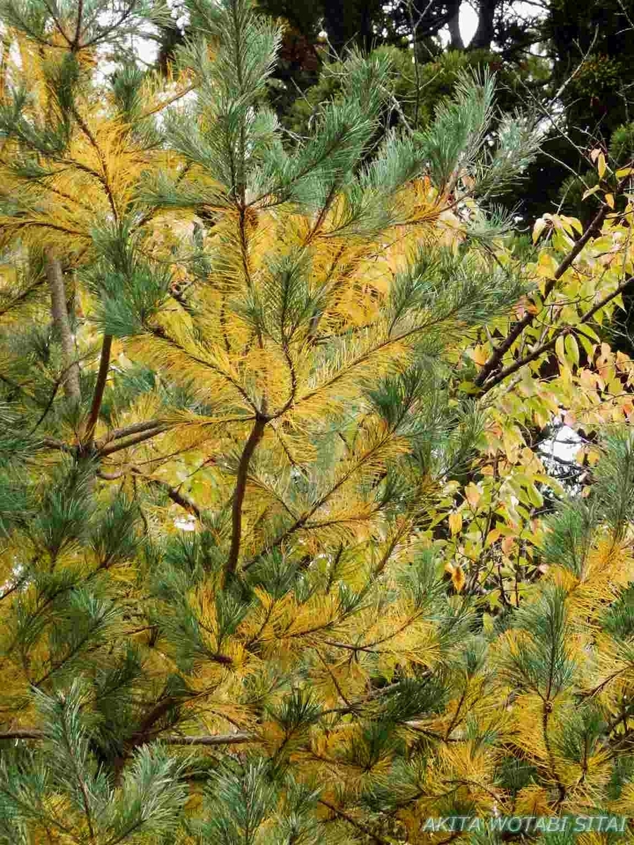 f:id:murabitosonoiti:20191031153615j:plain f:id:murabitosonoiti:20191031153615j:plain