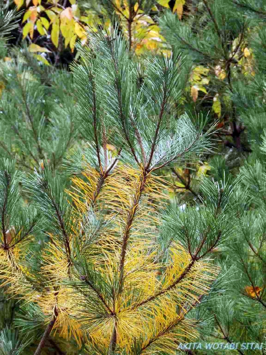 f:id:murabitosonoiti:20191031153639j:plain f:id:murabitosonoiti:20191031153639j:plain