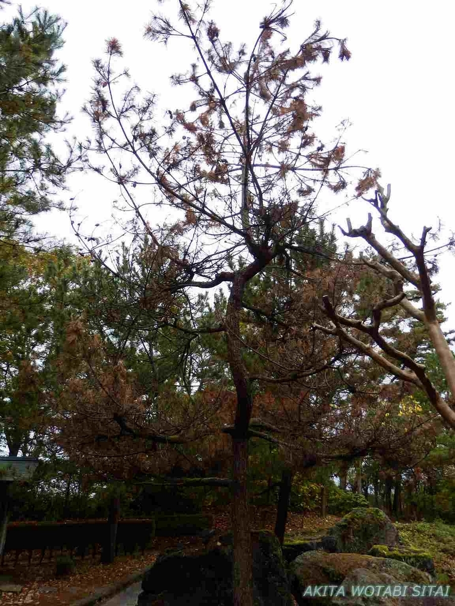 f:id:murabitosonoiti:20191031153807j:plain f:id:murabitosonoiti:20191031153807j:plain