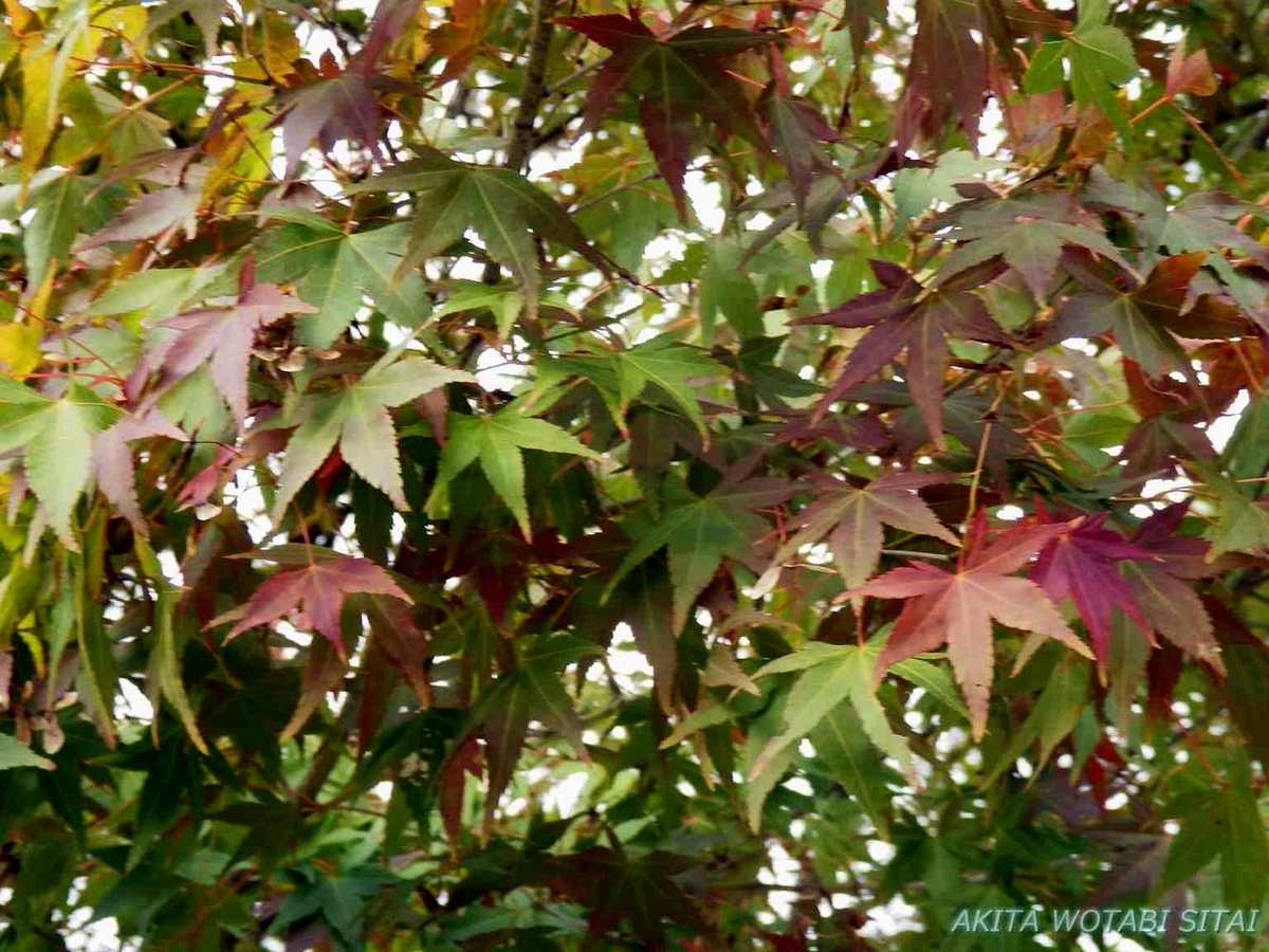 f:id:murabitosonoiti:20191031161419j:plain f:id:murabitosonoiti:20191031161419j:plain