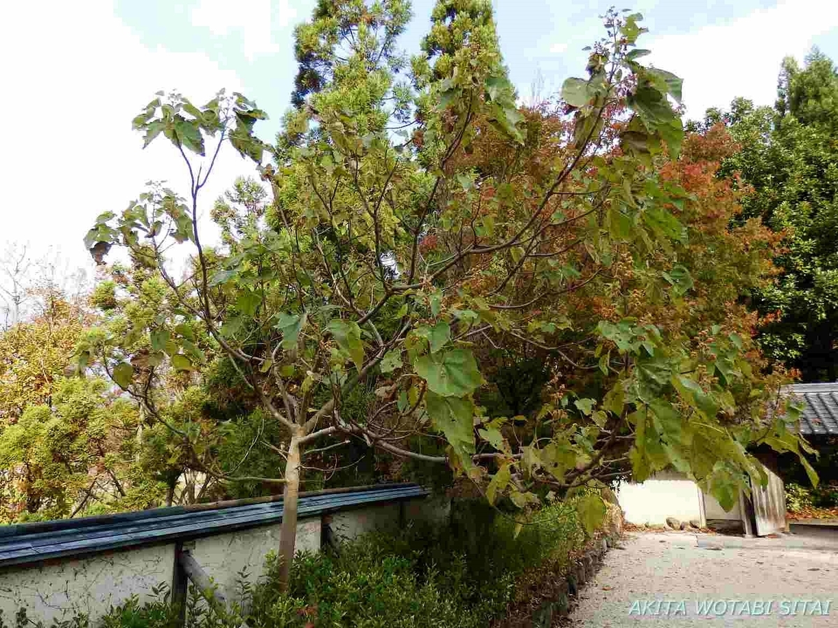 f:id:murabitosonoiti:20191031161505j:plain f:id:murabitosonoiti:20191031161505j:plain