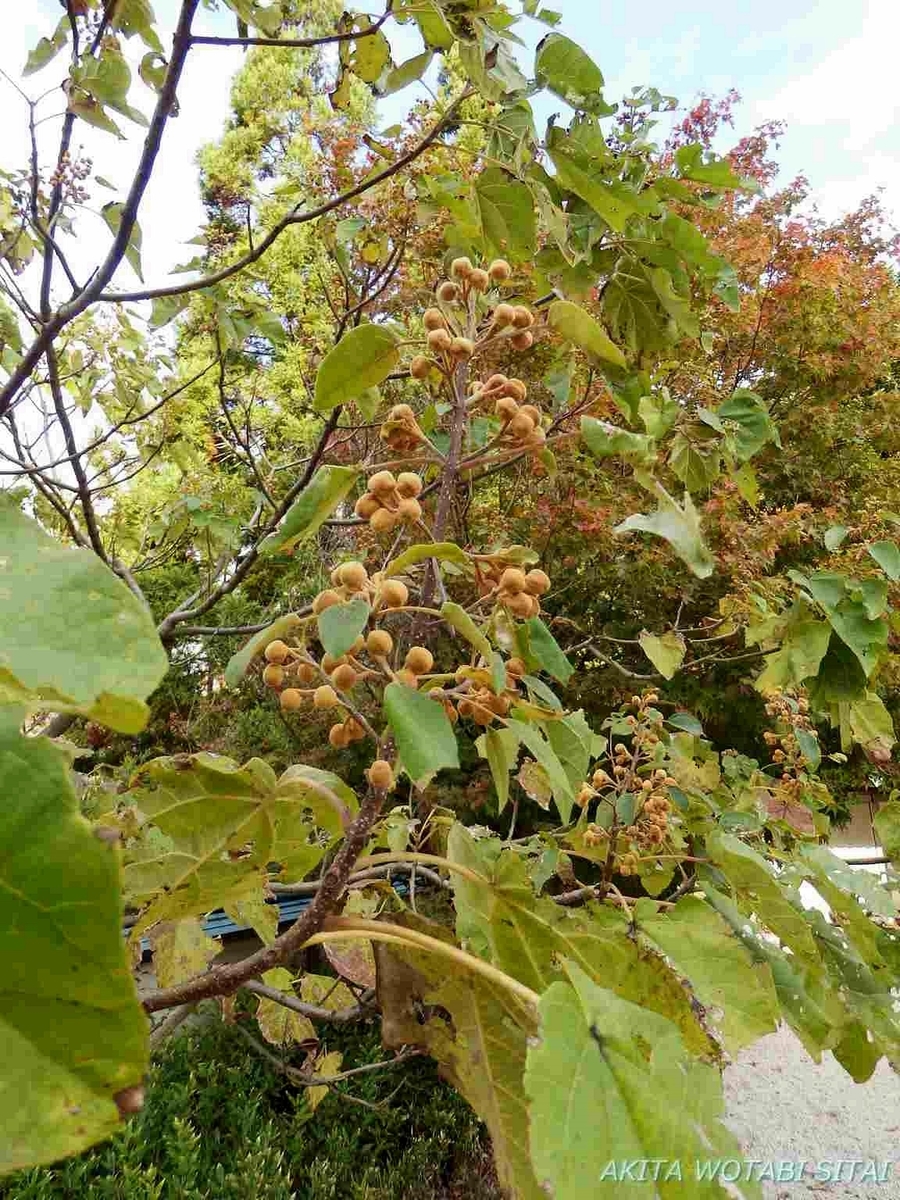 f:id:murabitosonoiti:20191031161547j:plain f:id:murabitosonoiti:20191031161547j:plain