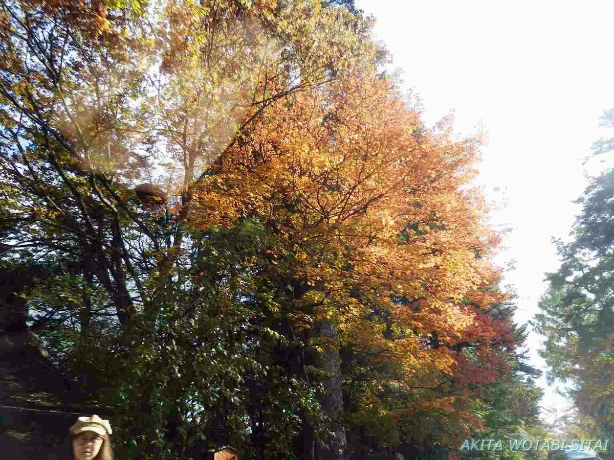 角館武家屋敷 紅葉状況 秋田県仙北市 秋田を旅したい 角館武家屋敷 紅葉状況 秋田県仙北市 秋田を旅したい