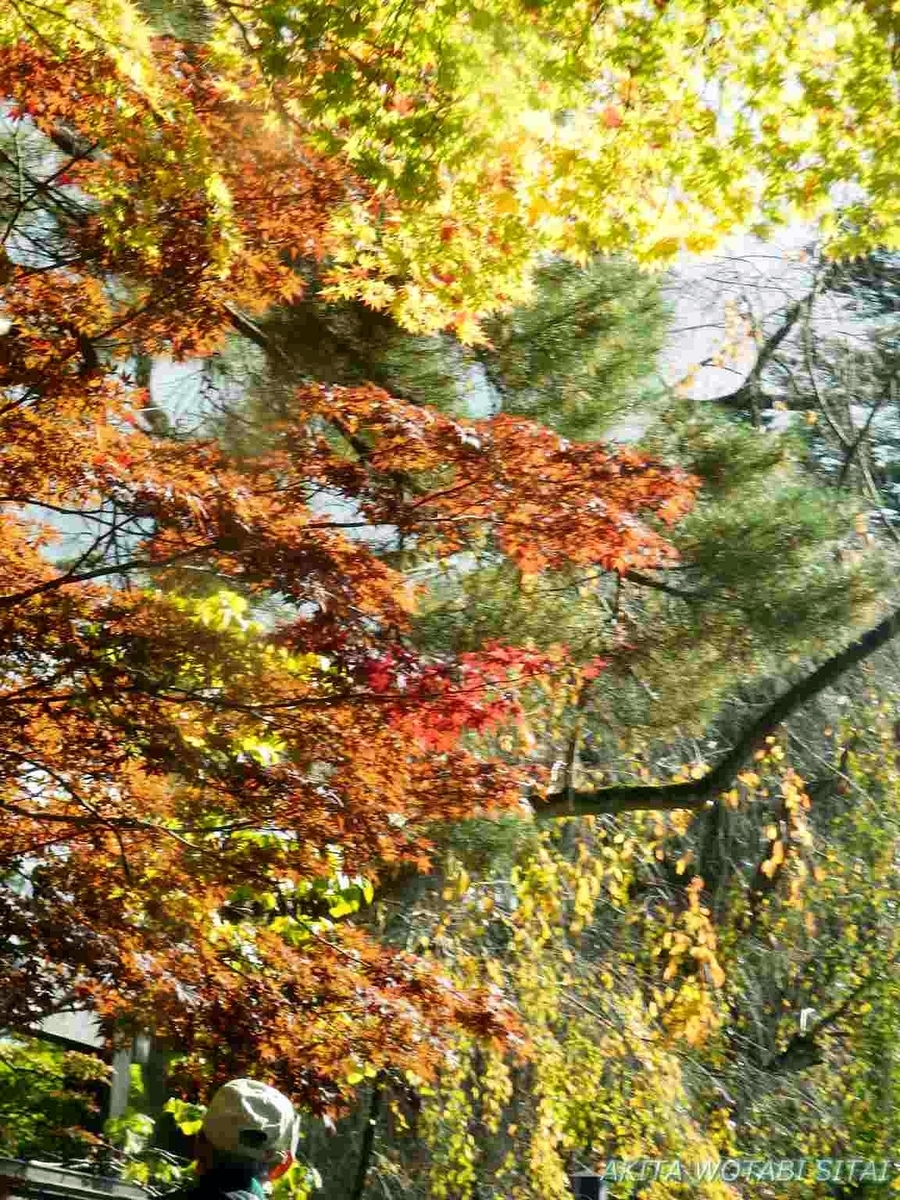 角館武家屋敷 紅葉状況 秋田県仙北市 秋田を旅したい 角館武家屋敷 紅葉状況 秋田県仙北市 秋田を旅したい