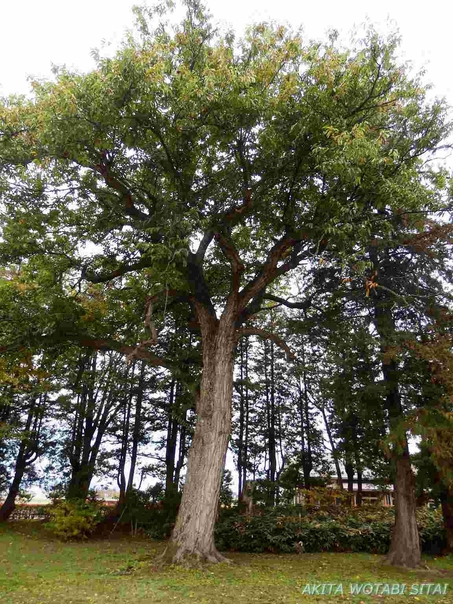 f:id:murabitosonoiti:20191115160654j:plain f:id:murabitosonoiti:20191115160654j:plain