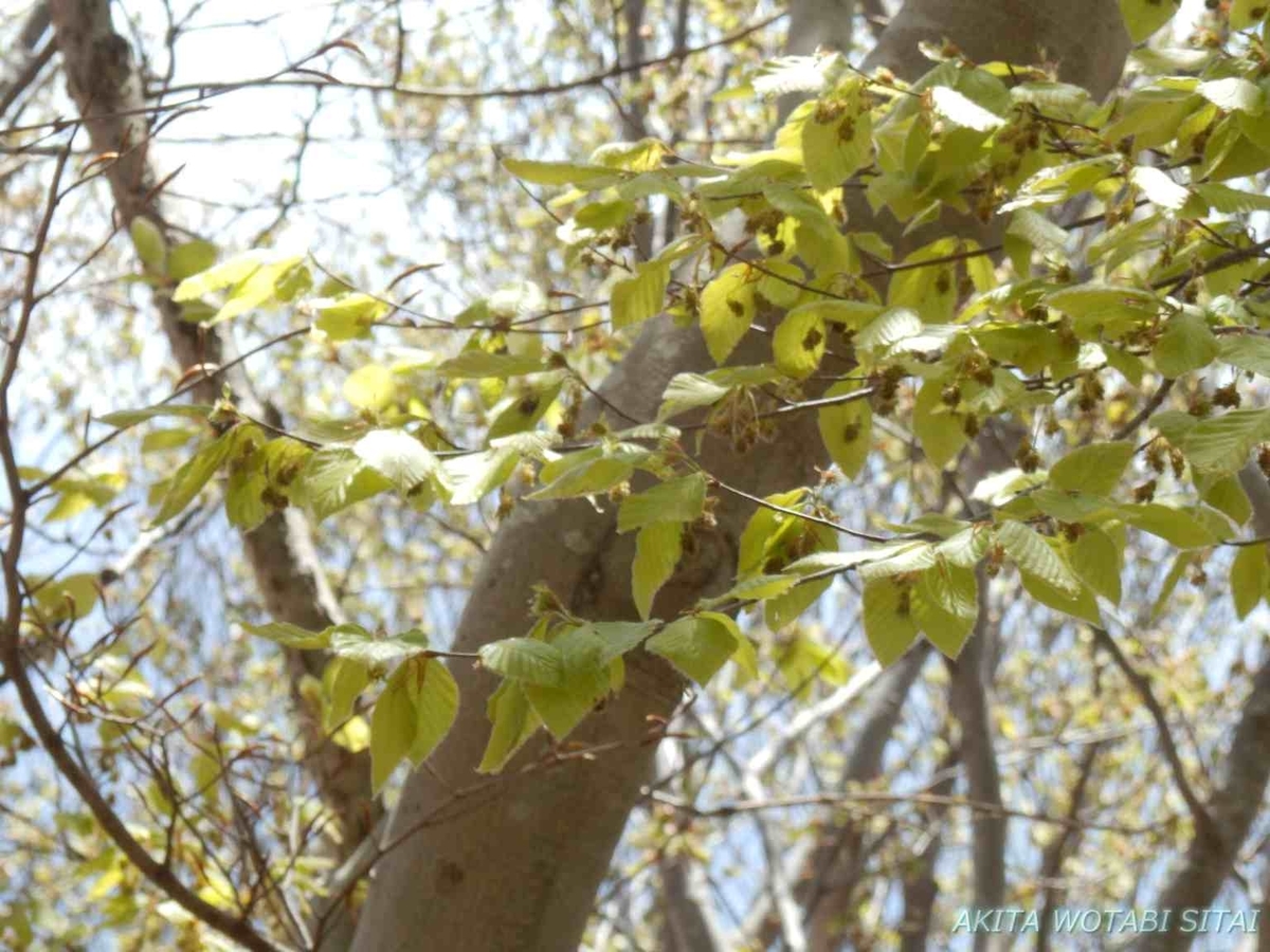 f:id:murabitosonoiti:20200430113142j:plain