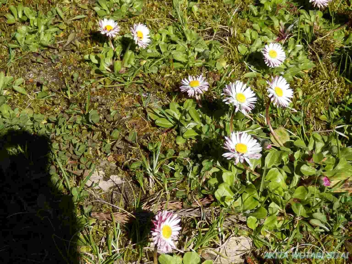 f:id:murabitosonoiti:20200522004418j:plain f:id:murabitosonoiti:20200522004418j:plain