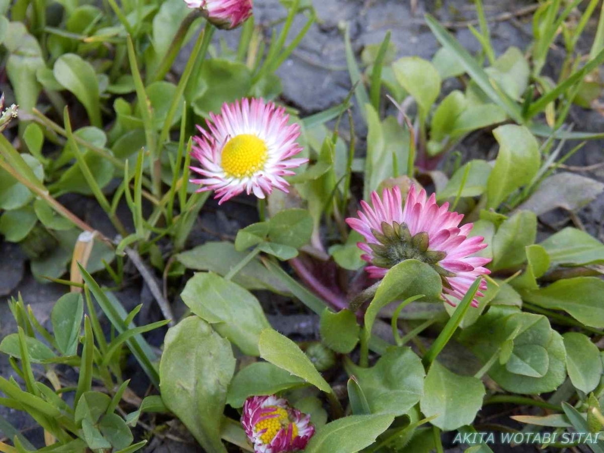 f:id:murabitosonoiti:20200522004508j:plain f:id:murabitosonoiti:20200522004508j:plain