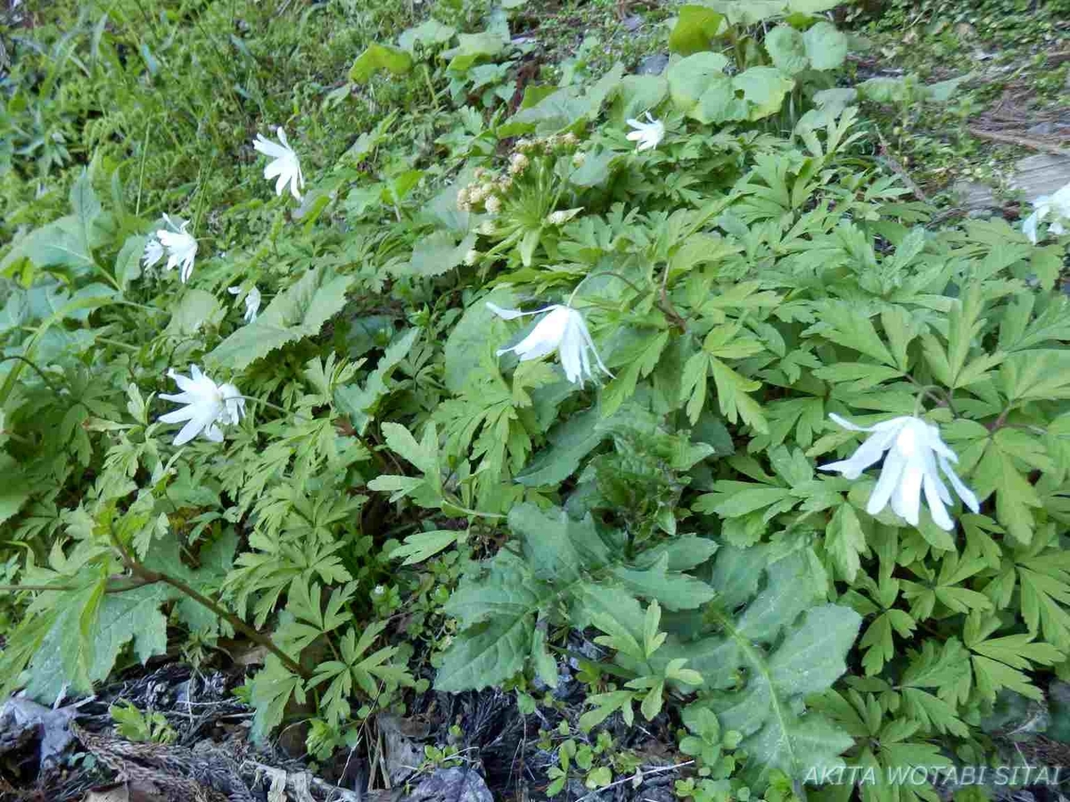 f:id:murabitosonoiti:20200522011655j:plain f:id:murabitosonoiti:20200522011655j:plain