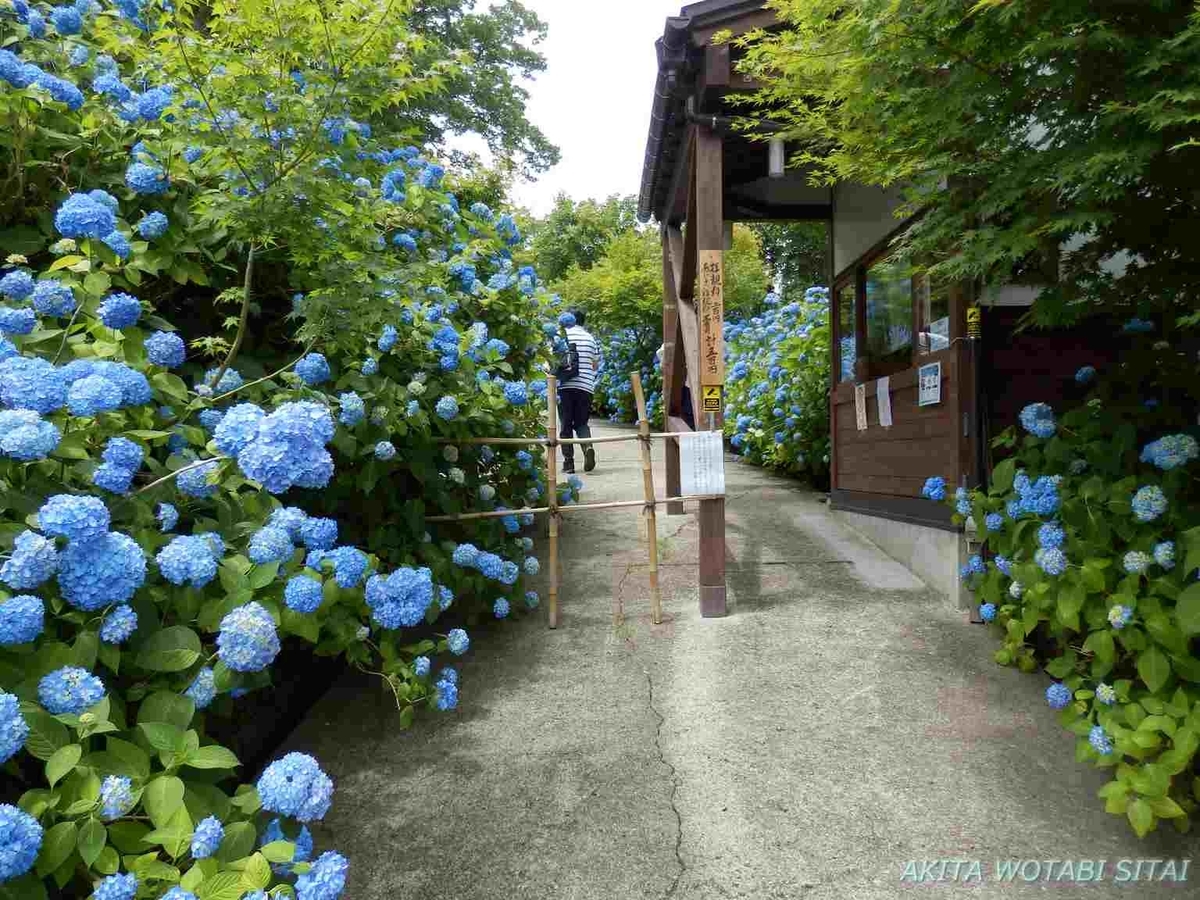 雲昌寺のあじさい 秋田県男鹿市 秋田を旅したい