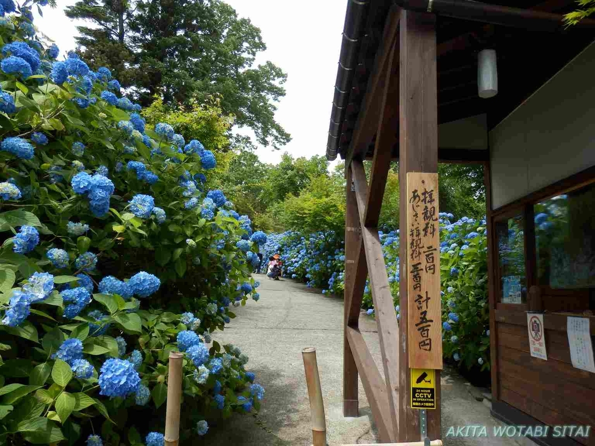 雲昌寺のあじさい 秋田県男鹿市 秋田を旅したい