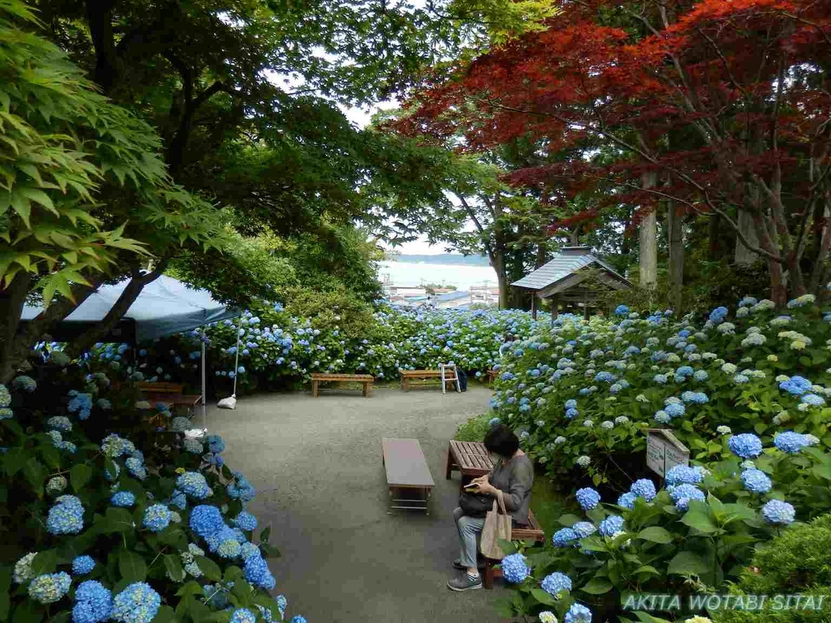 雲昌寺 あじさいカフェ 秋田県男鹿市 秋田を旅したい