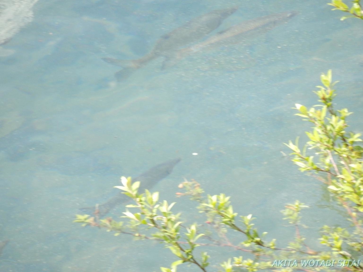 f:id:murabitosonoiti:20200717000046j:plain f:id:murabitosonoiti:20200717000046j:plain