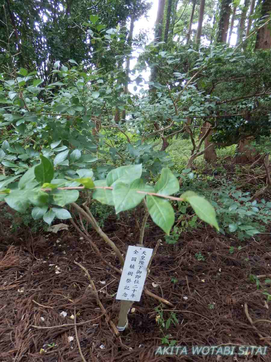 f:id:murabitosonoiti:20200917222527j:plain f:id:murabitosonoiti:20200917222527j:plain