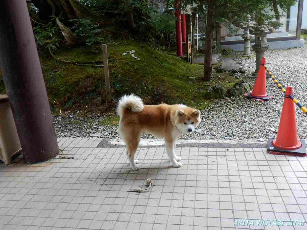 f:id:murabitosonoiti:20201029210716j:plain