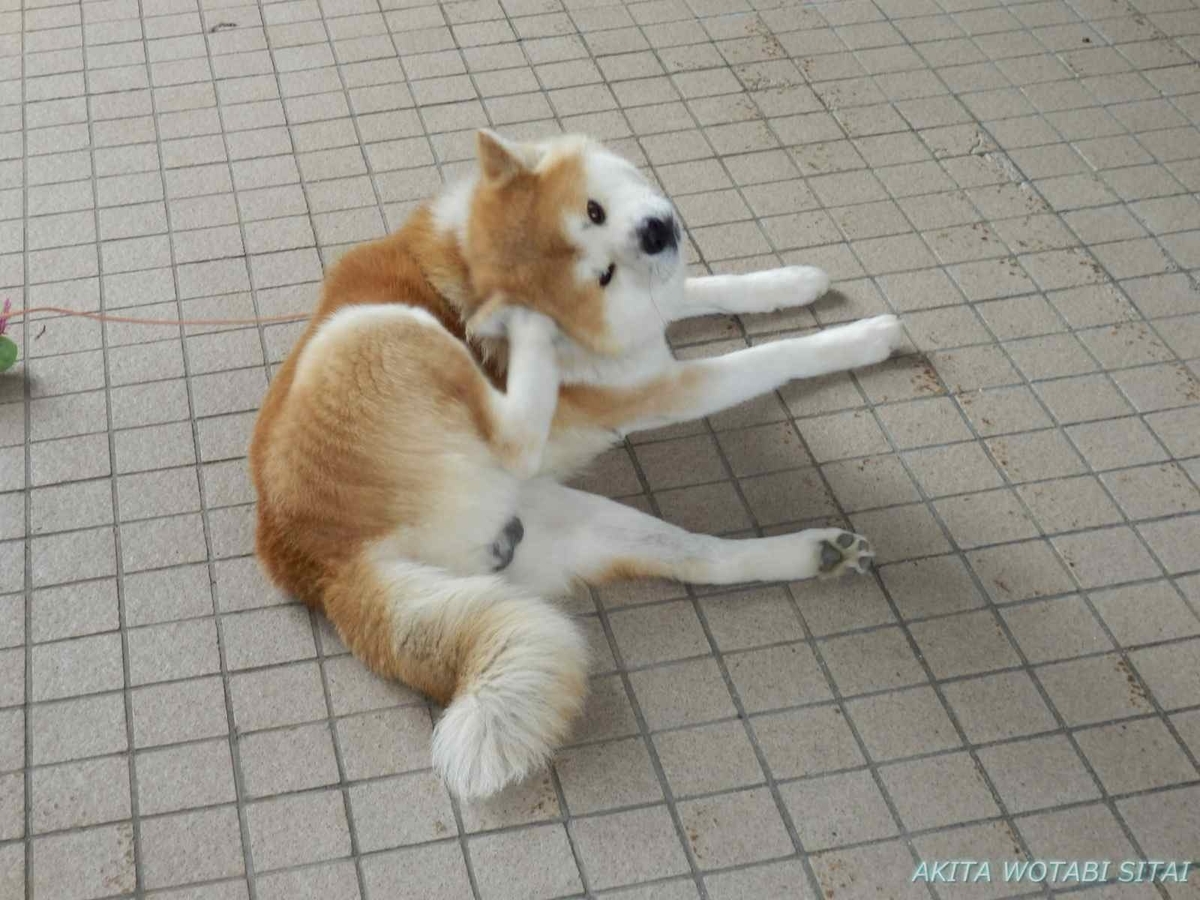 f:id:murabitosonoiti:20201029211005j:plain