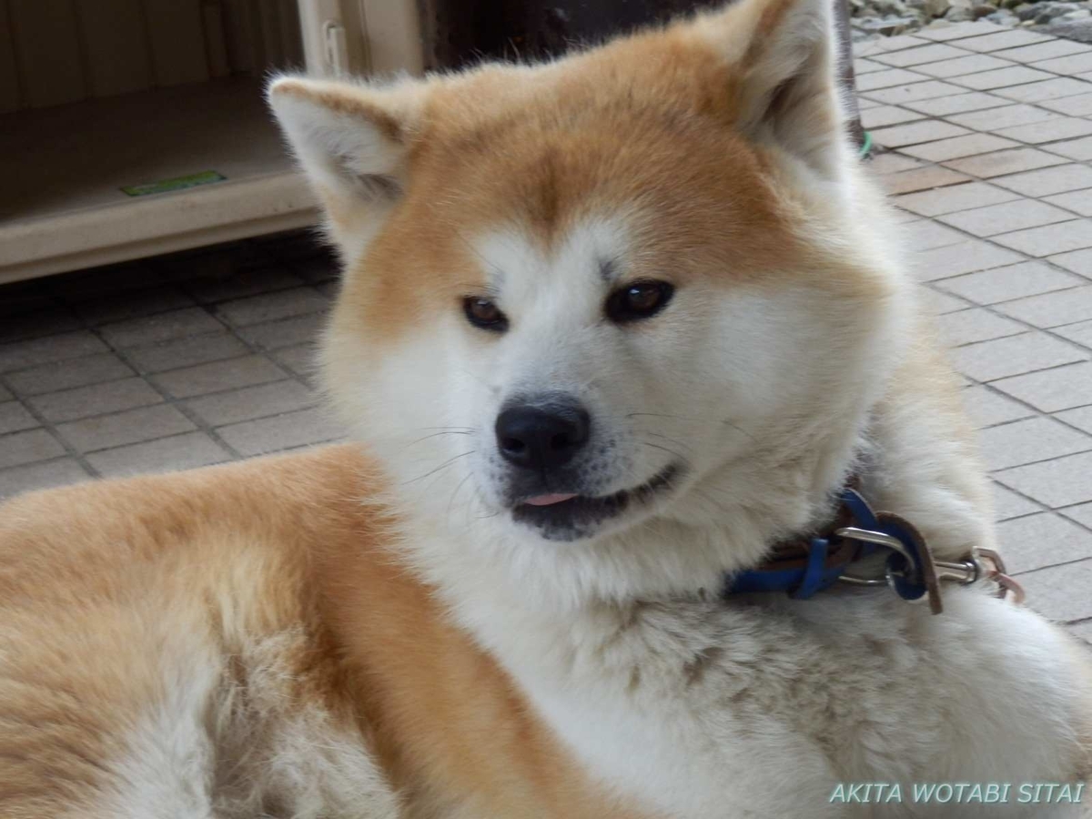f:id:murabitosonoiti:20201029211331j:plain