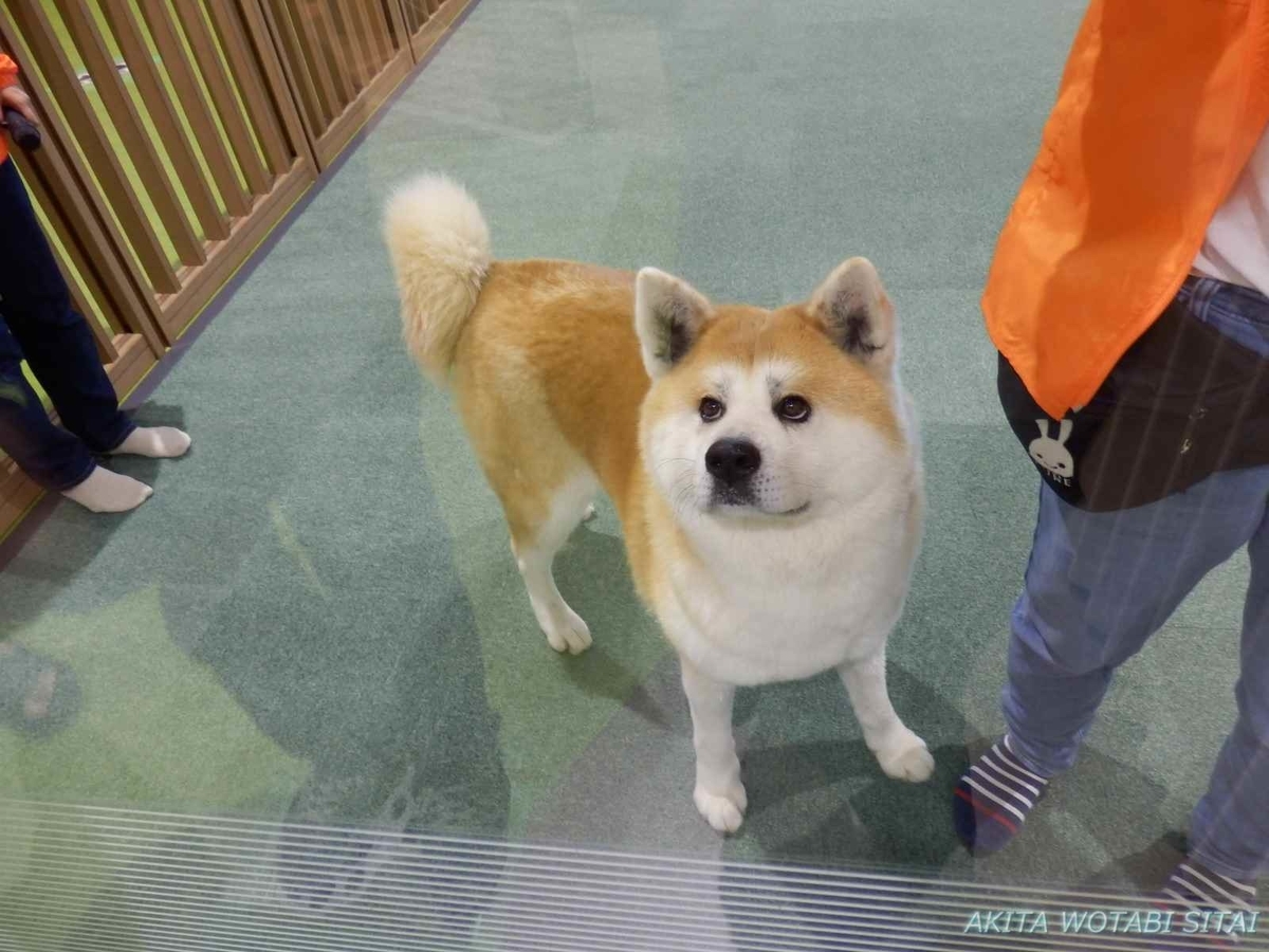 f:id:murabitosonoiti:20201125212452j:plain