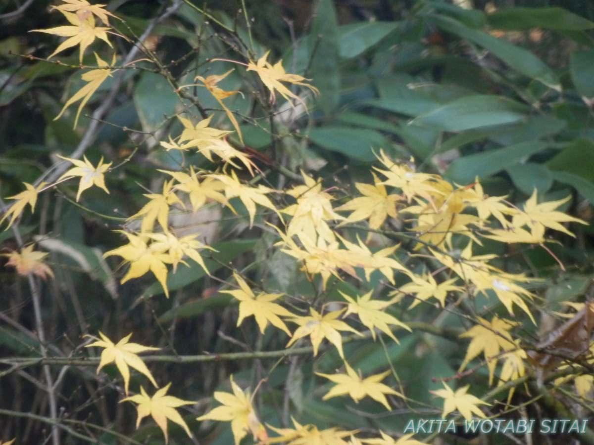 f:id:murabitosonoiti:20201203223258j:plain