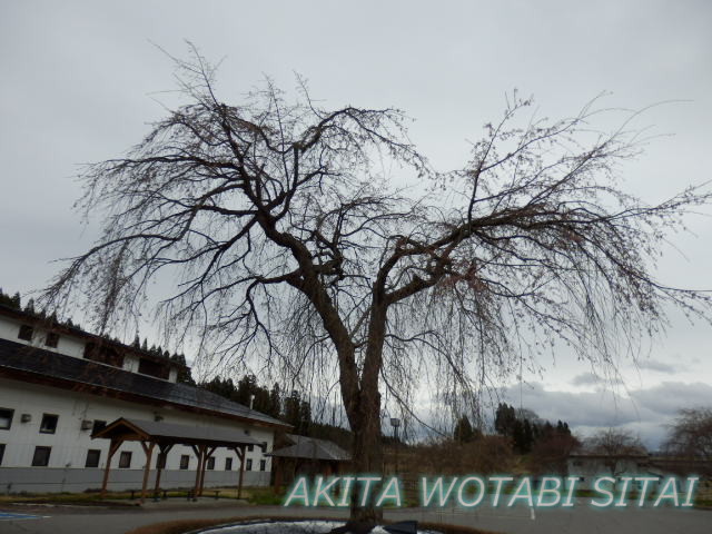 f:id:murabitosonoiti:20210414231732j:plain