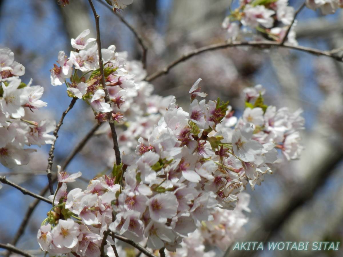 f:id:murabitosonoiti:20210422165921j:plain