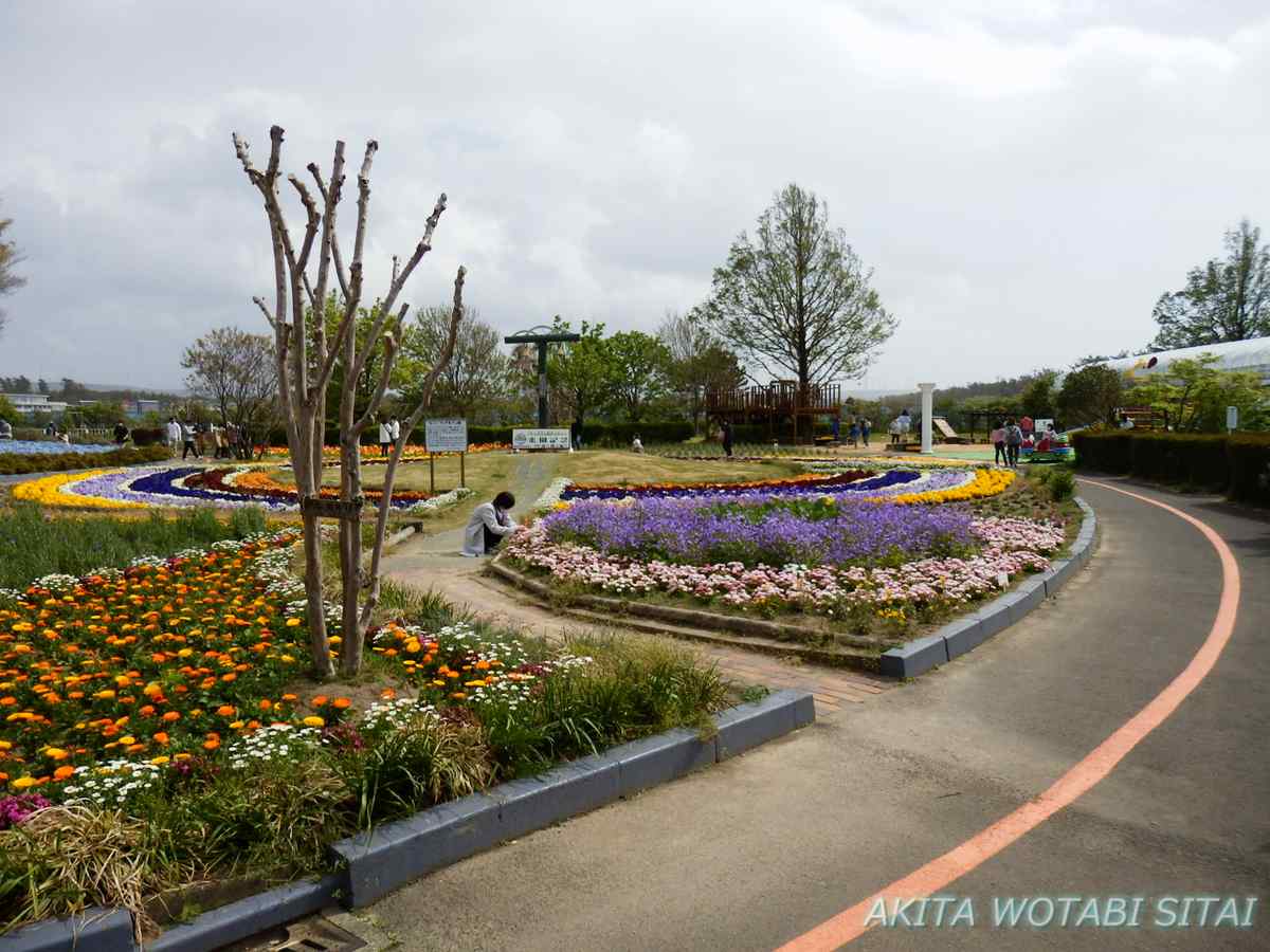 ハーブワールドakita ネモフィラの丘 秋田県由利本荘市 秋田を旅したい ハーブワールドakita ネモフィラの丘 秋田県由利本荘市 秋田を旅したい