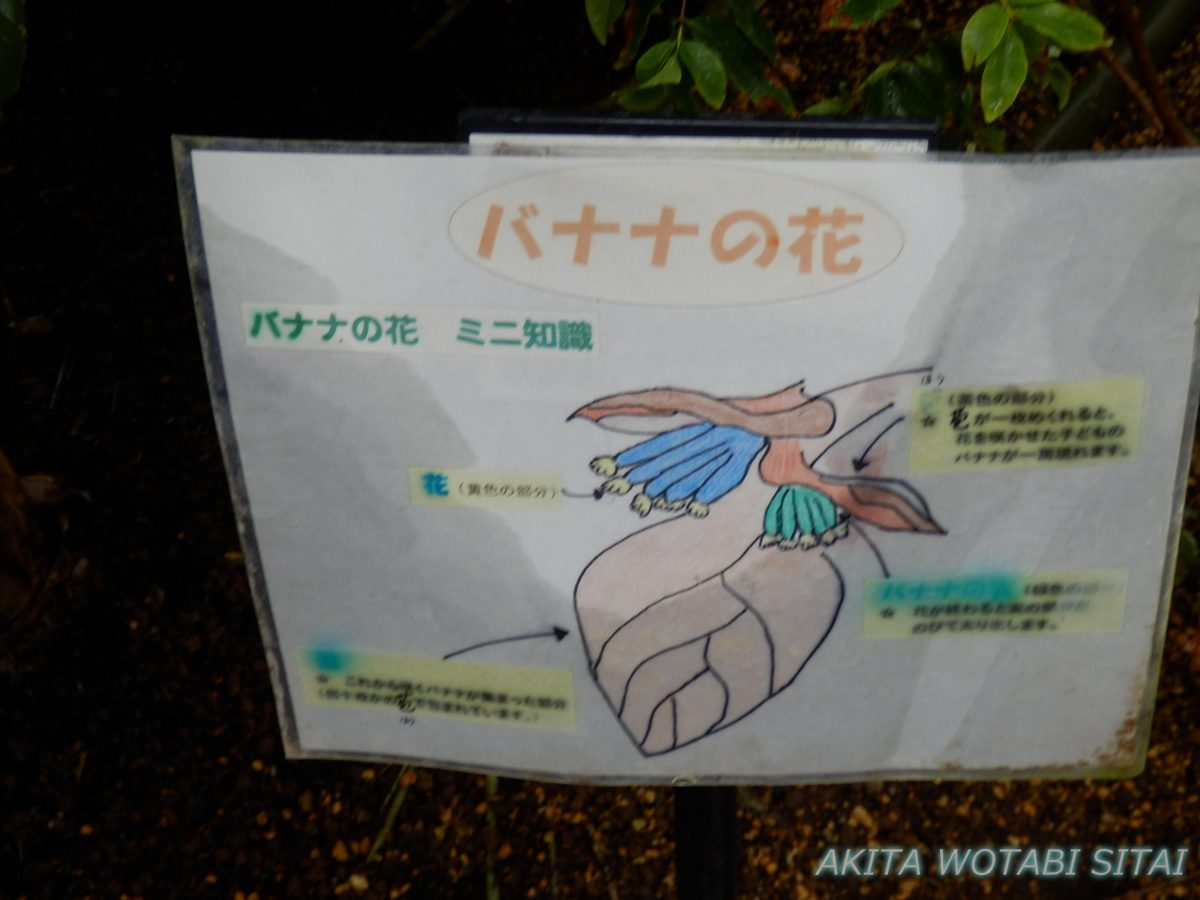 f:id:murabitosonoiti:20210519130549j:plain
