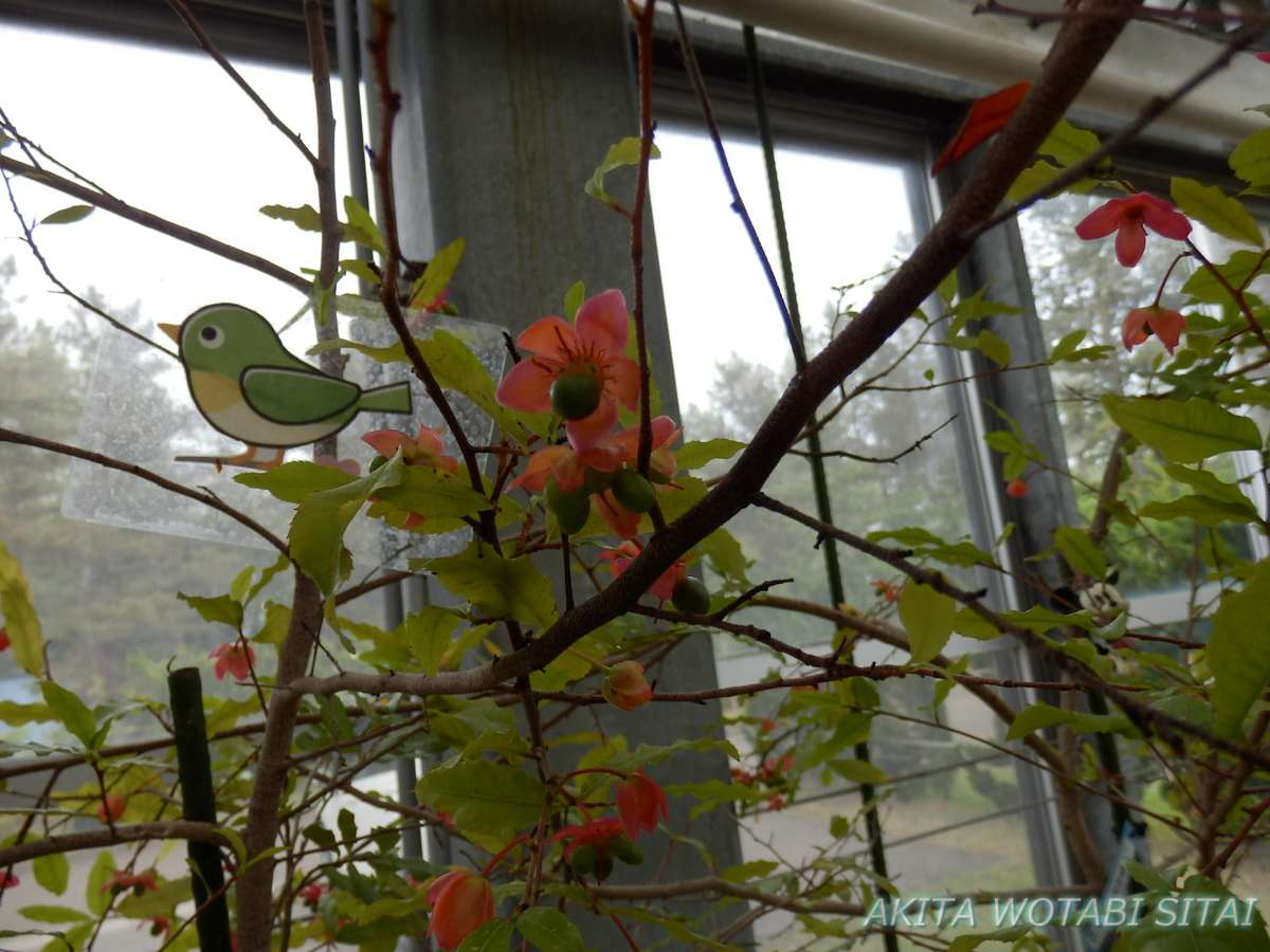 f:id:murabitosonoiti:20210519131149j:plain
