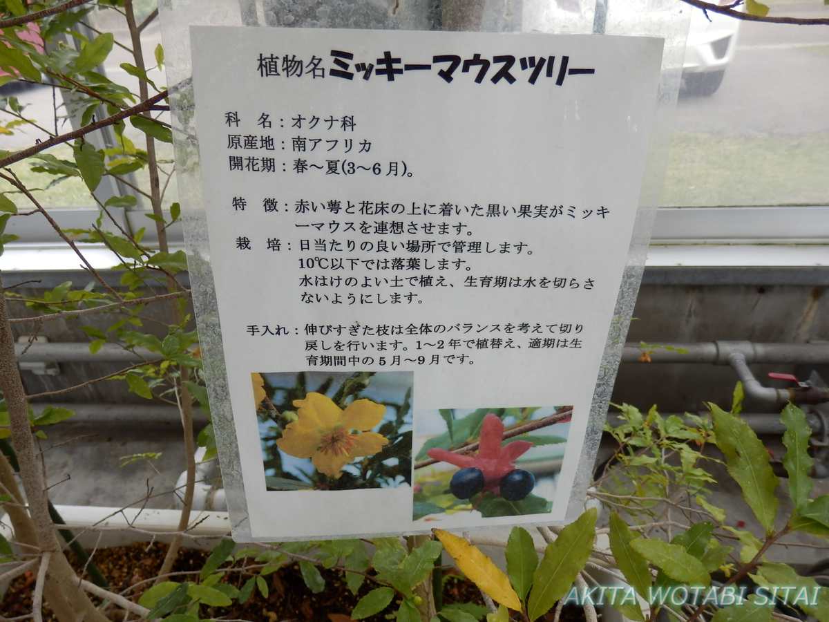 f:id:murabitosonoiti:20210519131154j:plain