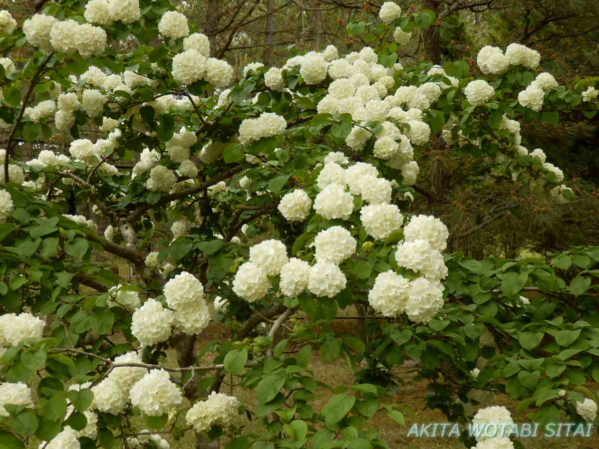 f:id:murabitosonoiti:20210526092956j:plain