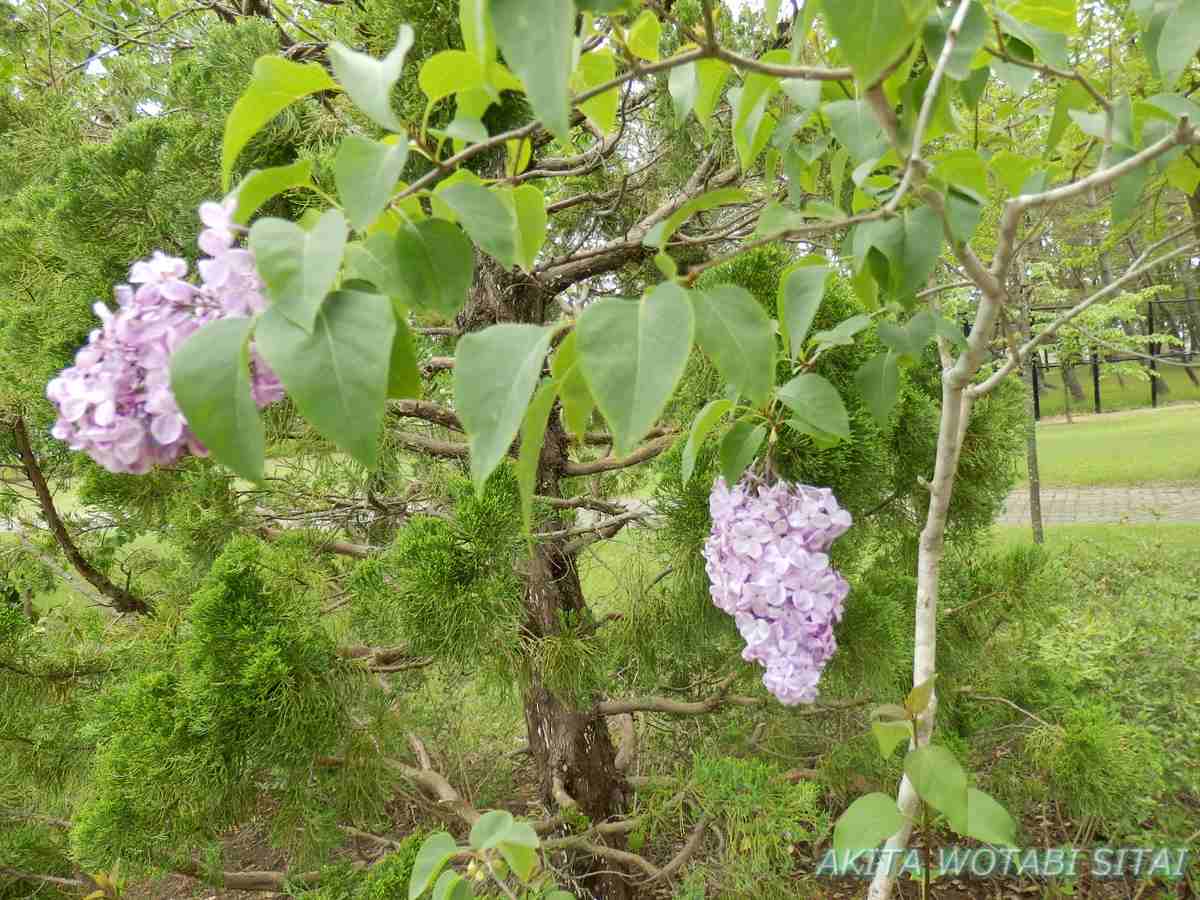 f:id:murabitosonoiti:20210526093020j:plain