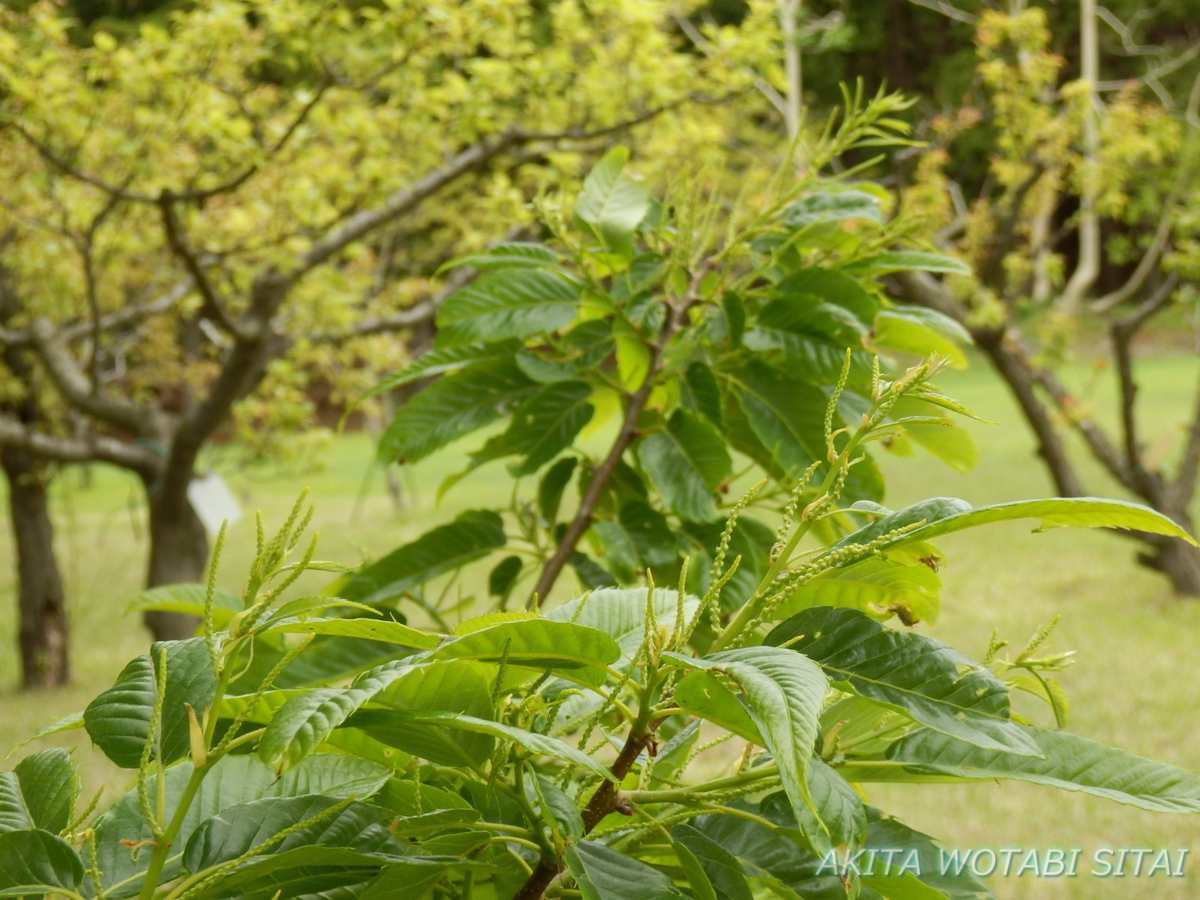 f:id:murabitosonoiti:20210526093131j:plain