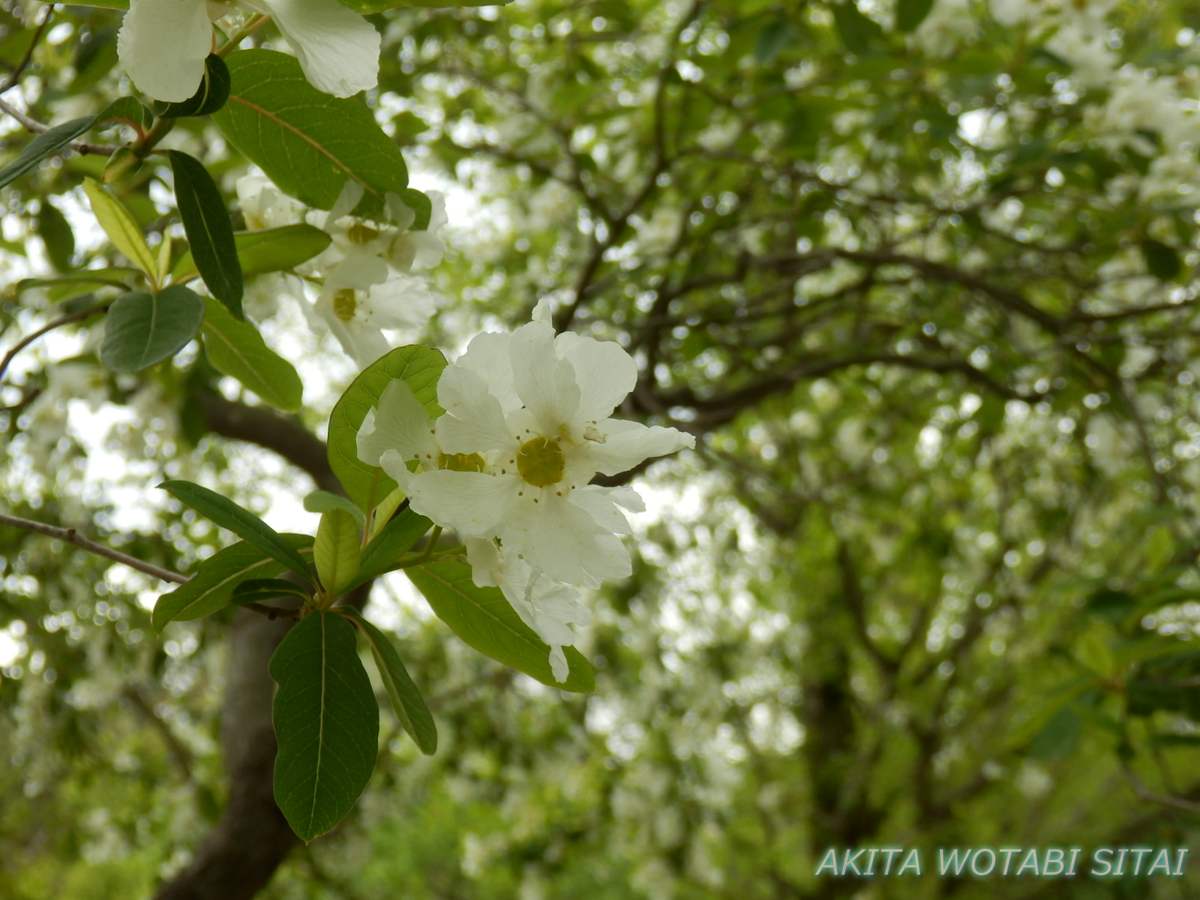 f:id:murabitosonoiti:20210526093220j:plain