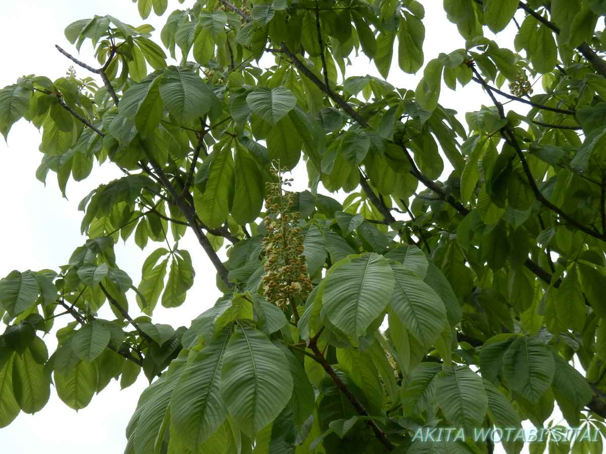 f:id:murabitosonoiti:20210526093332j:plain