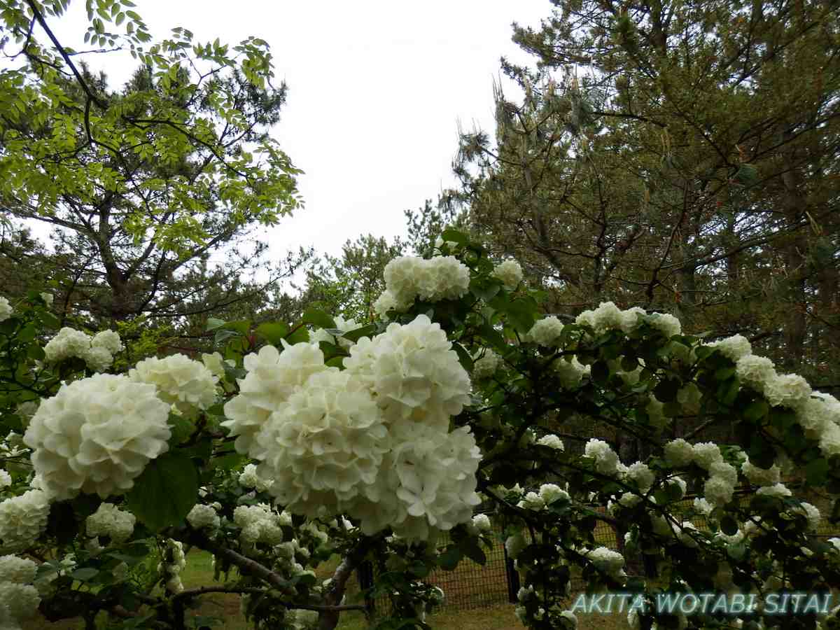 f:id:murabitosonoiti:20210526100033j:plain