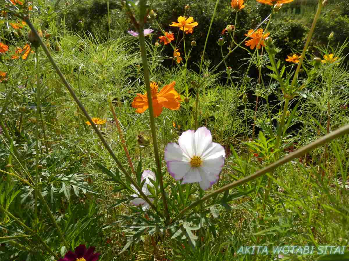 f:id:murabitosonoiti:20210915233138j:plain