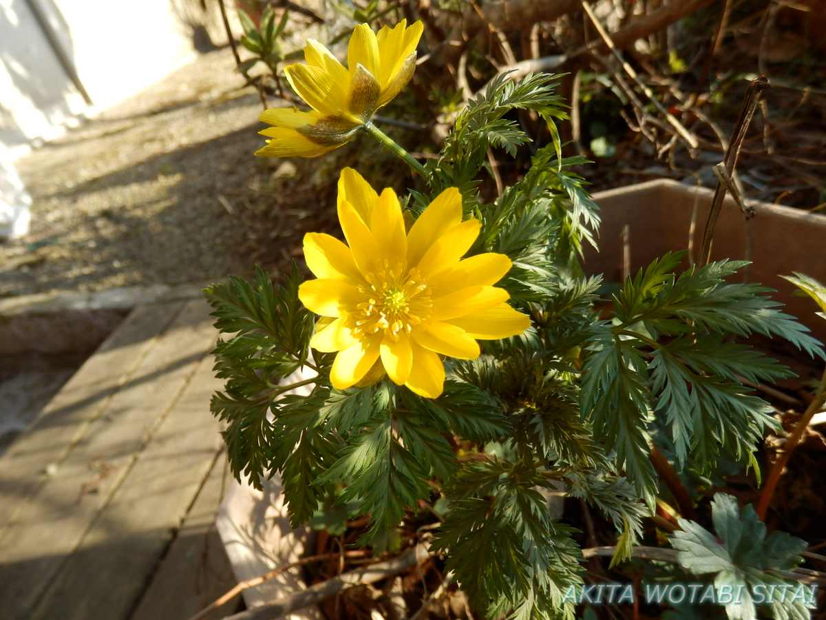f:id:murabitosonoiti:20220406104332j:plain