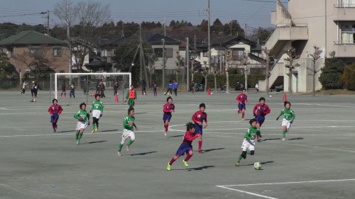 コスモス③