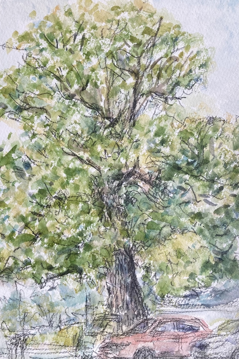 クスノキ　水彩画 くすのき - 村上一品洞