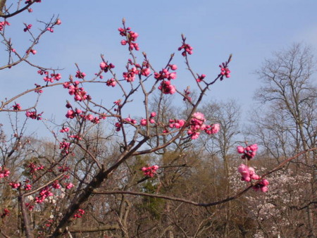 f:id:murakoujin:20050513155140j:image