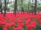 f:id:murakoujin:20100925030619j:image f:id:murakoujin:20100925030619j:image