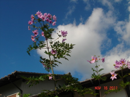 f:id:murakoujin:20111116020408j:image