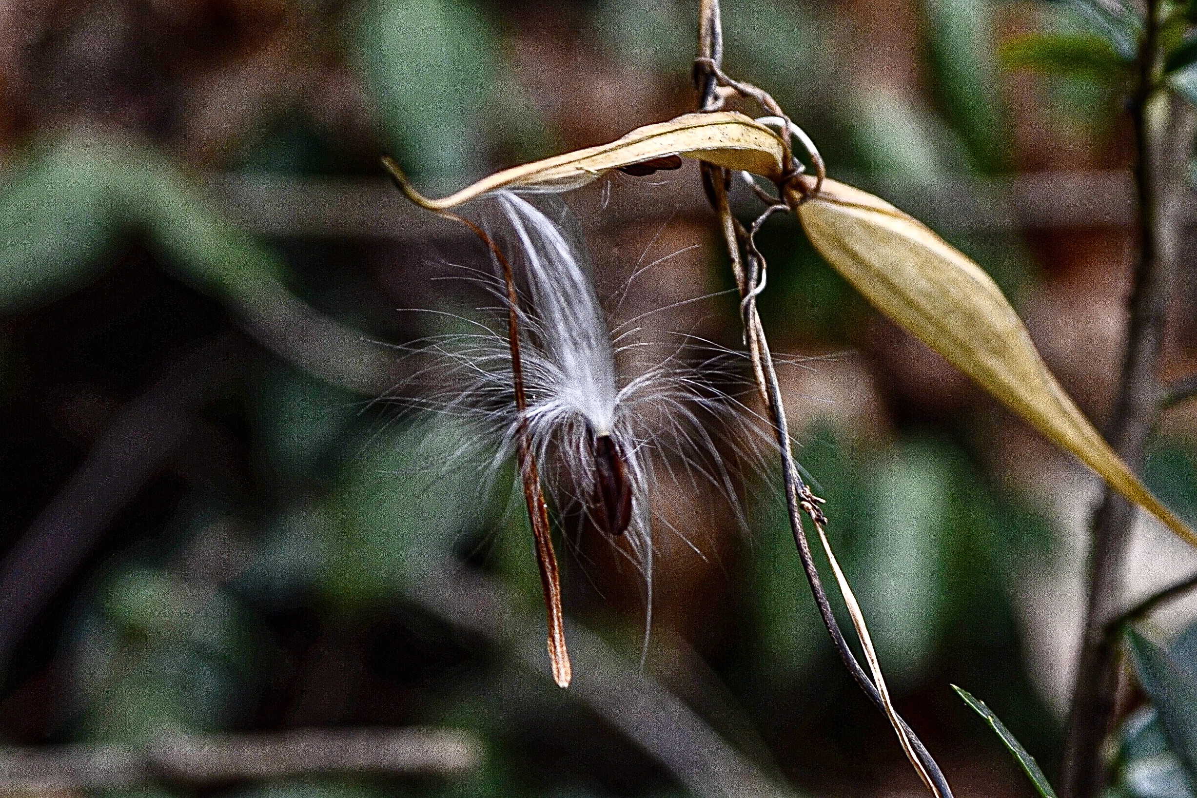 NikonDf ＋ NIKKOR-S Auto 50mm F1.4作例集 - 独眼流正宗
