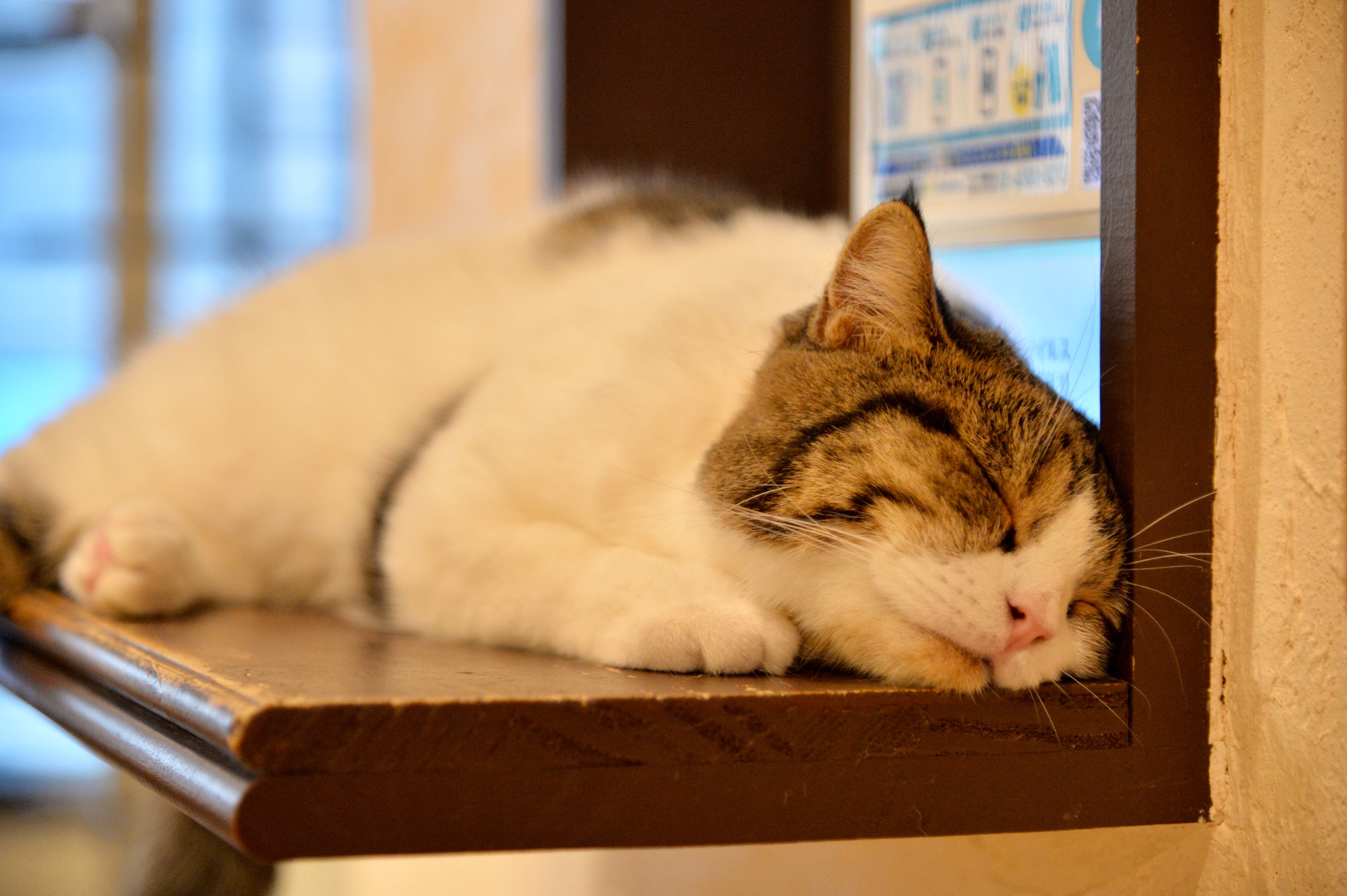 スリムな大猫　 ワイド端60mmで猫カフェも自由自在。SIGMA 60-600mm F4.5-6.3 DG OS