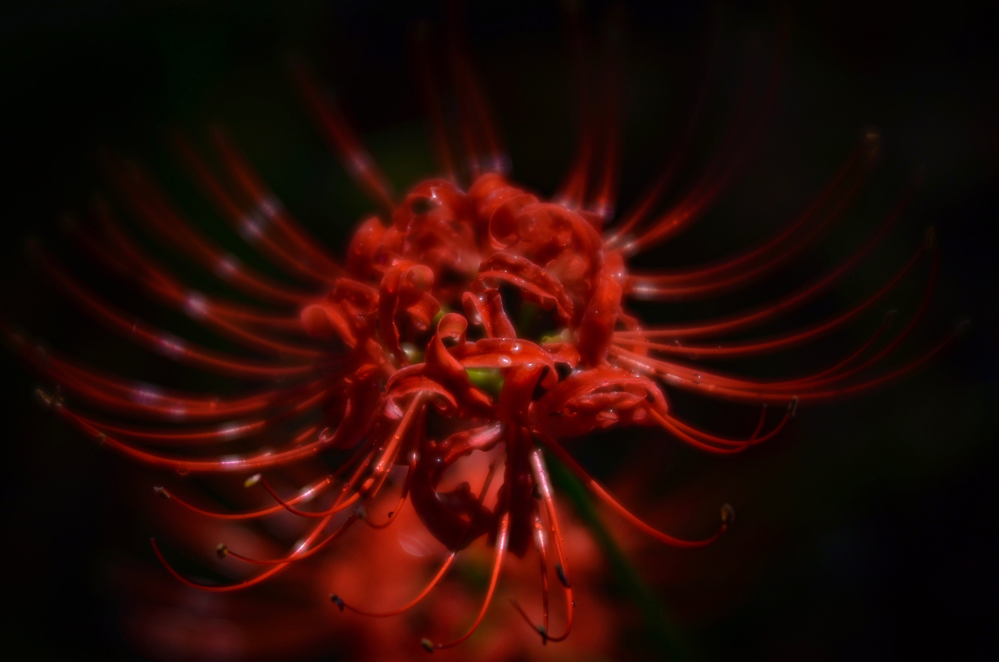 lensbaby Velvet56は、果たして一粒で三度おいしいレンズなのか