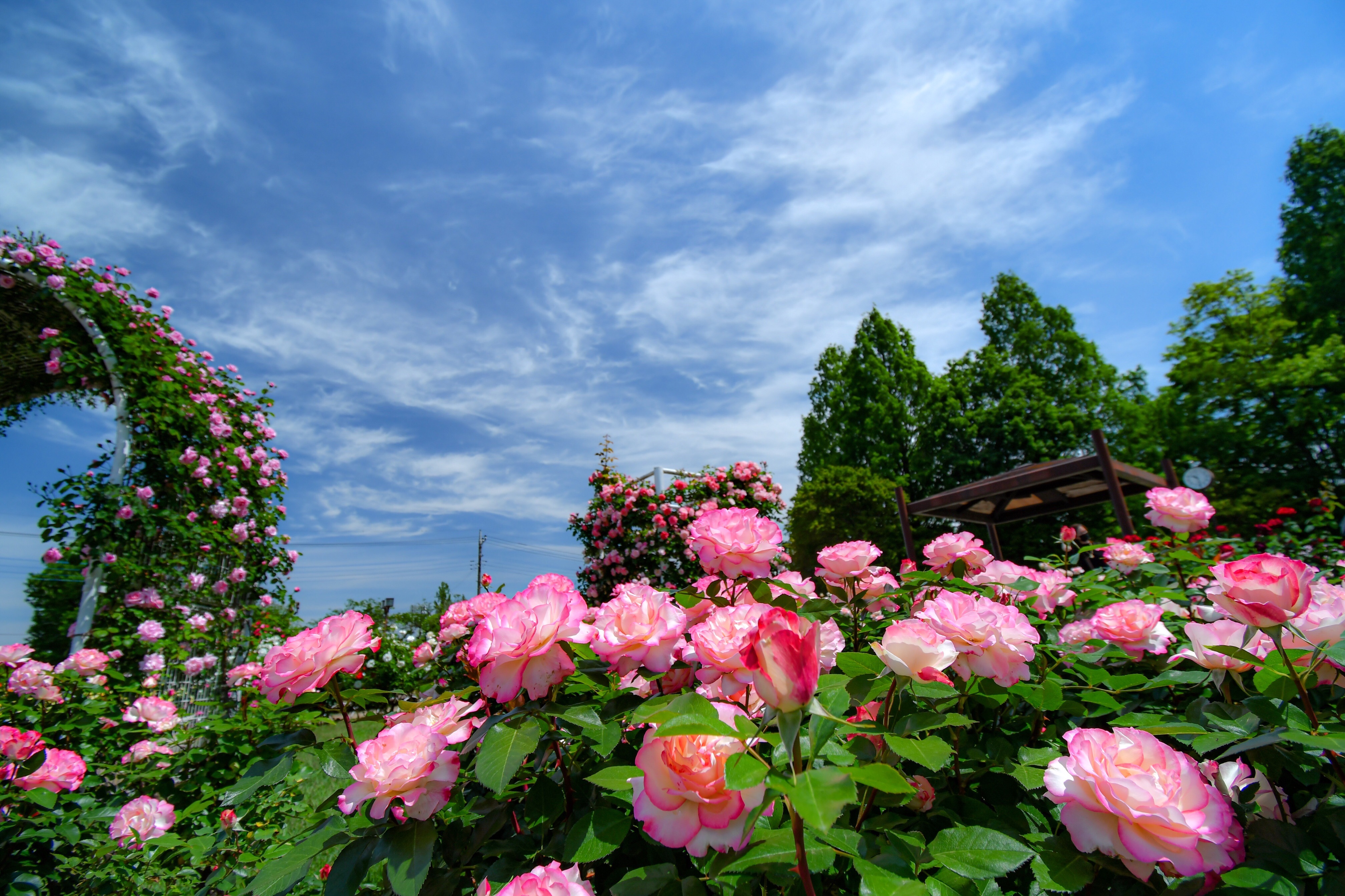 春薔薇の季節到来！D500とAF-P DX NIKKOR 10-20mm f/4.5-5.6G VRと