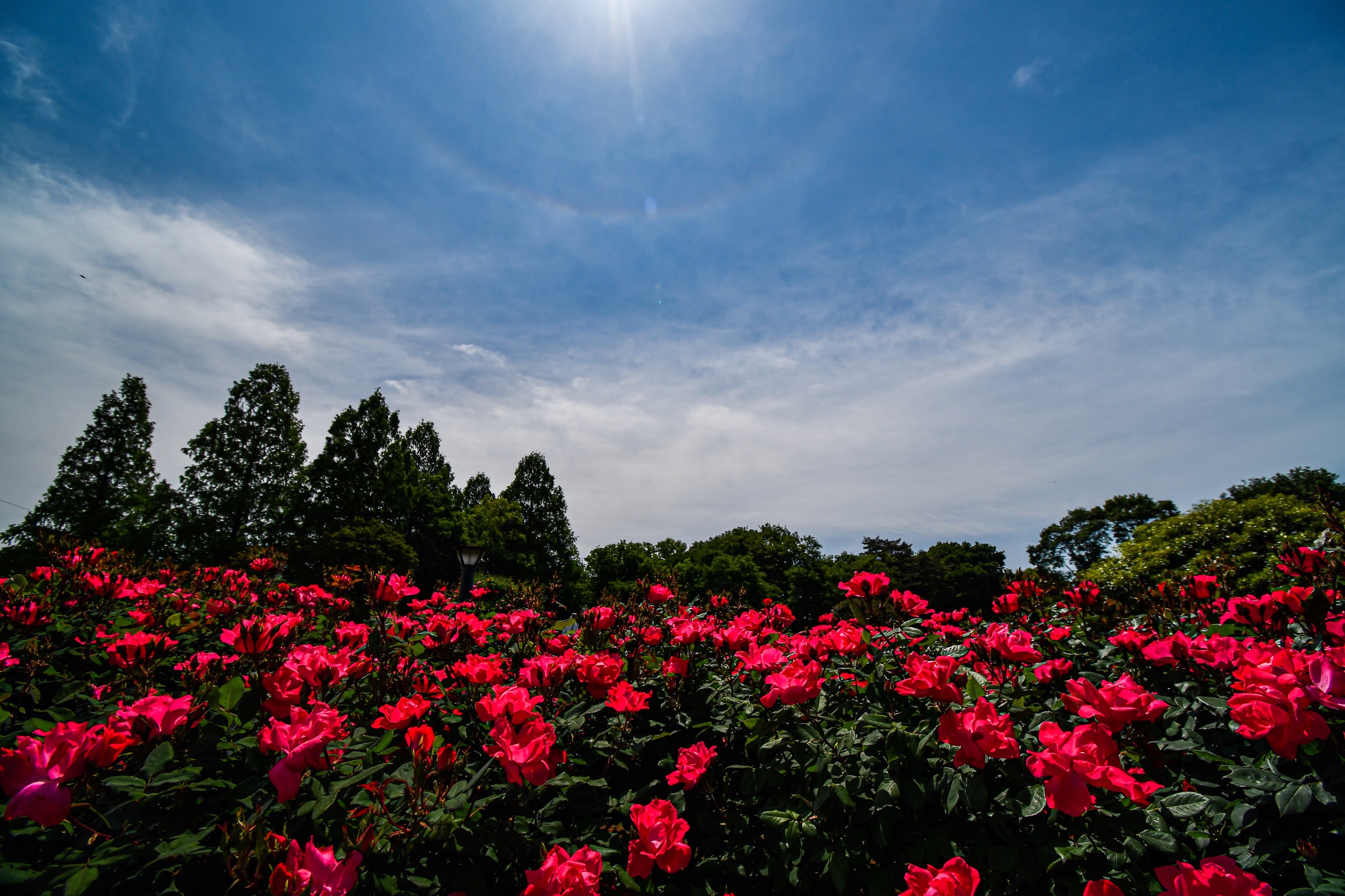 f:id:muramasachang:20220512133301j:image f:id:muramasachang:20220512133301j:image