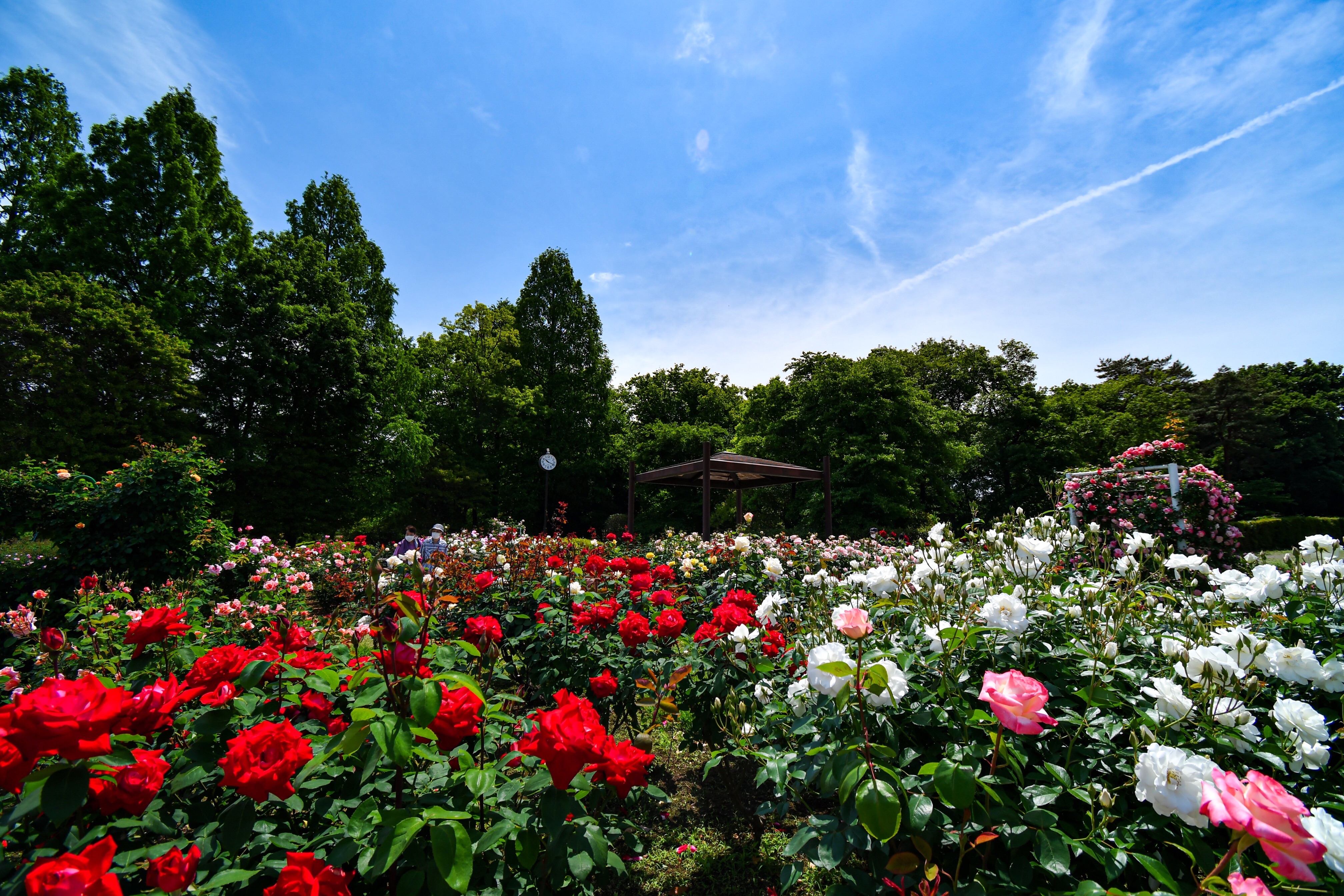 f:id:muramasachang:20220512133323j:image f:id:muramasachang:20220512133323j:image