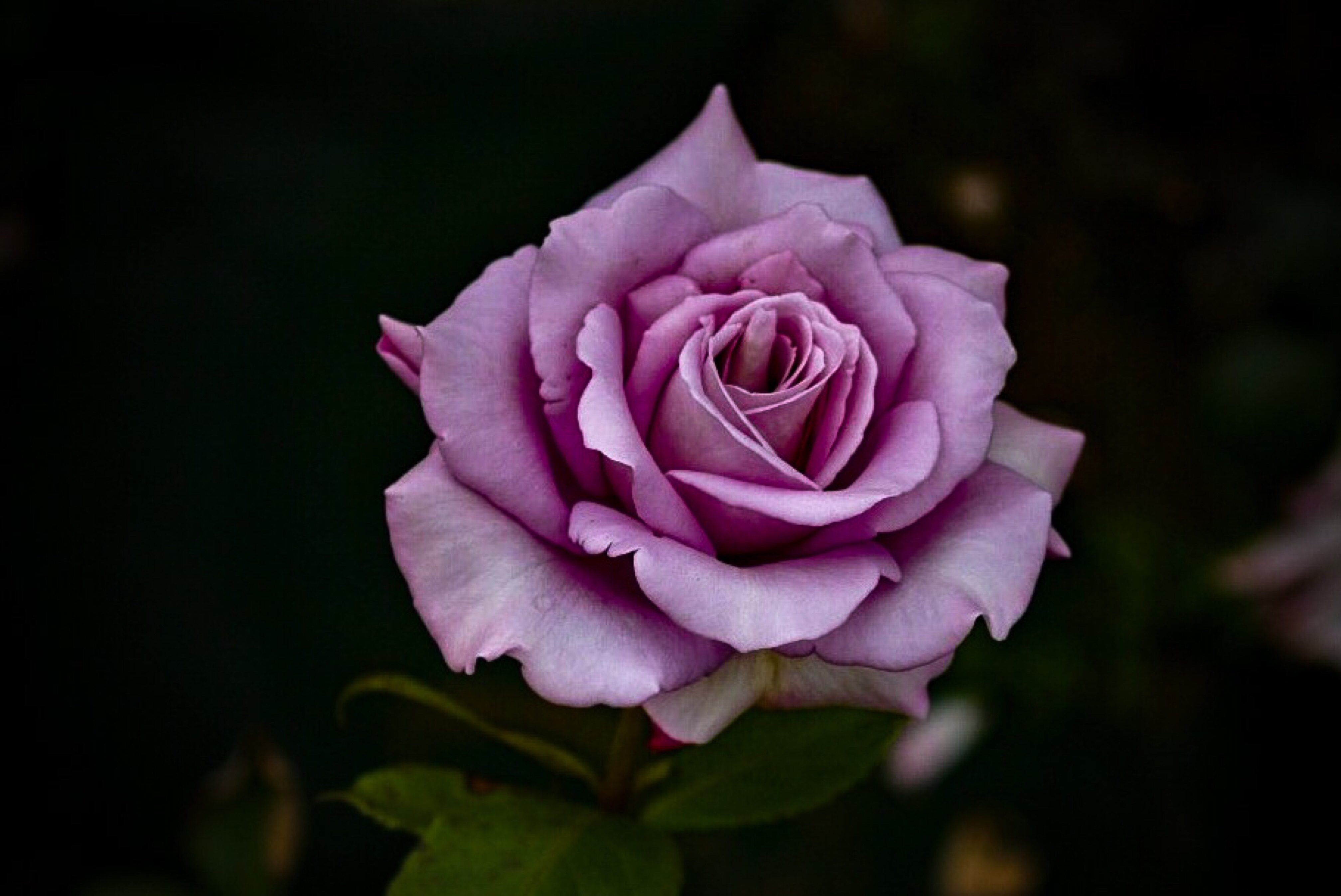 春薔薇の季節到来！D500とAF-P DX NIKKOR 10-20mm f/4.5-5.6G VRと